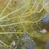 Utricularia stellaris Utricularia stellaris