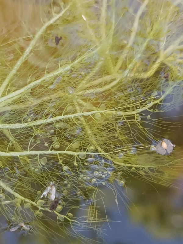 Utricularia stellaris Utricularia stellaris