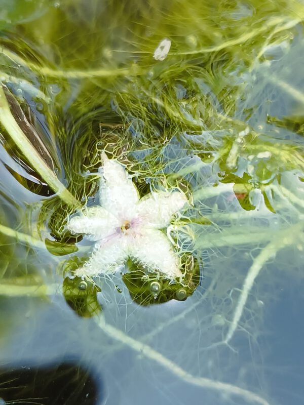 Utricularia stellaris Blüte Utricularia stellaris Blüte