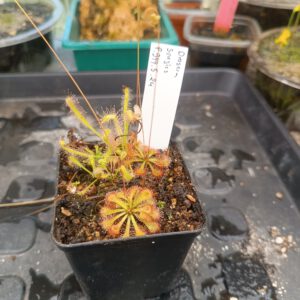 Drosera Spezies Mix P.999.5.24