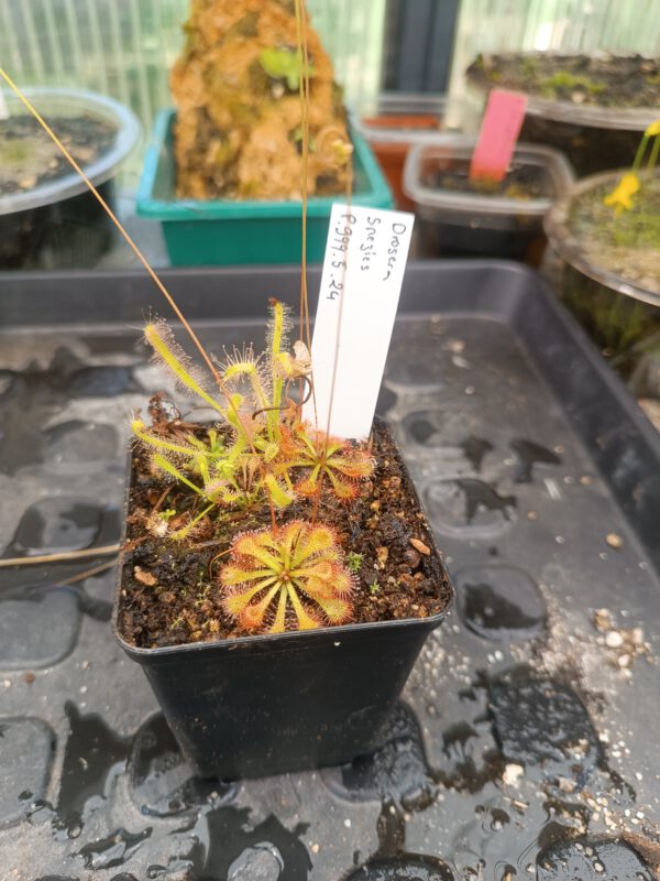Drosera Spezies Mix P.999.5.24