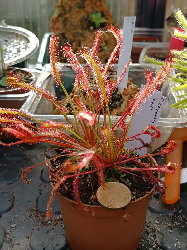 Drosera capensis 'red'