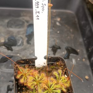 Drosera Spezies Mix P.999.5.11