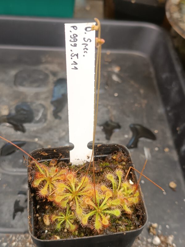 Drosera Spezies Mix P.999.5.11