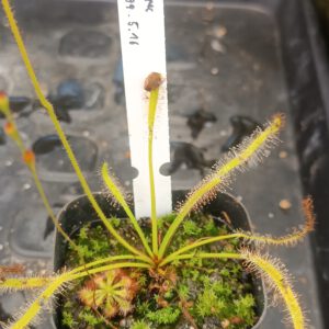 Drosera Spezies Mix P.999.5.16