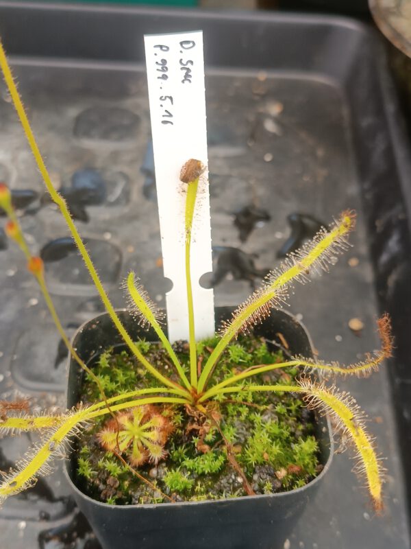 Drosera Spezies Mix P.999.5.16