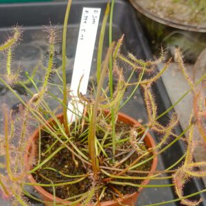 Drosera Spezies Mix P.999.5.19