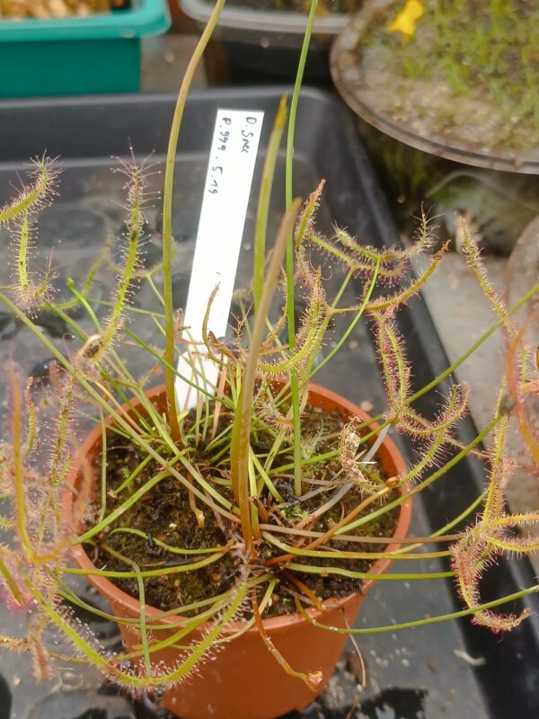Drosera Spezies Mix P.999.5.19