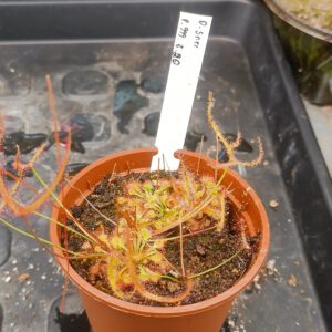 Drosera Spezies Mix P.999.5.20