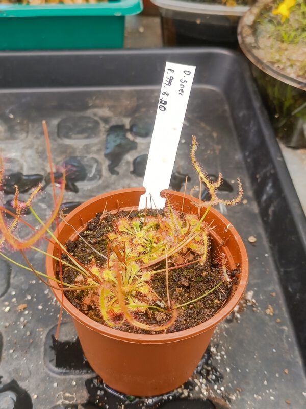 P.999.5.20 Drosera Spezies Mix P.999.5.20