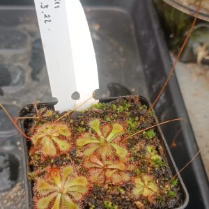 Drosera Spezies Mix P.999.5.22