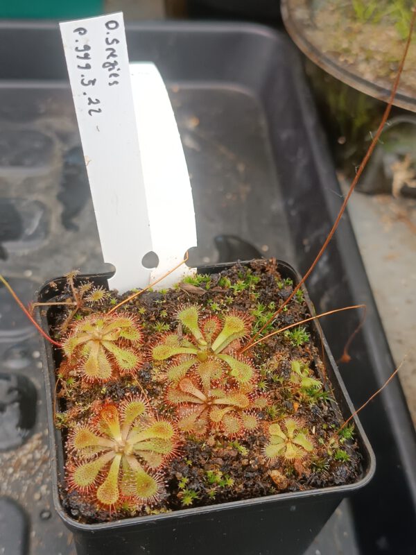 Drosera Spezies Mix P.999.5.22