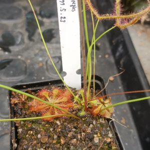 Drosera Spezies Mix P.999.5.23