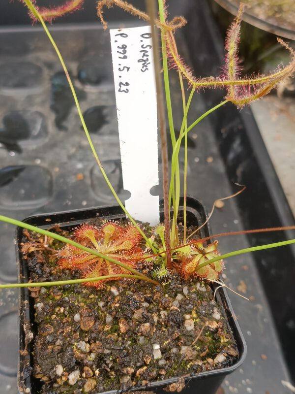 P.999.5.23 Drosera Spezies Mix P.999.5.23