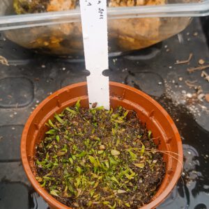 Utricularia Spezies Mix P.999.6.1