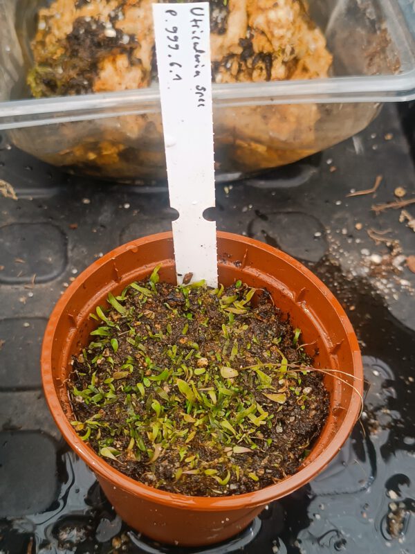 P.999.6.1 Utricularia Spezies Mix P.999.6.1