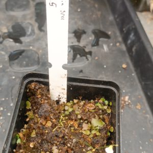 Utricularia Spezies Mix P.999.6.5