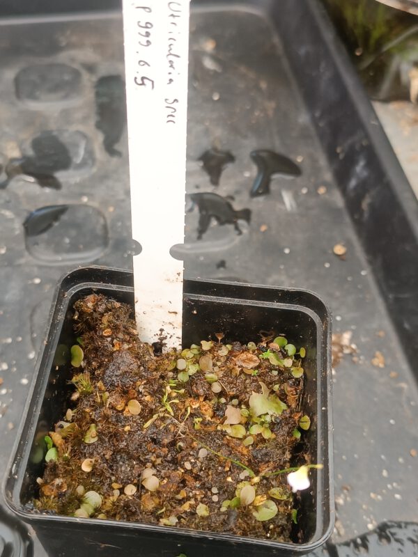 P.999.6.5 Utricularia Spezies Mix P.999.6.5