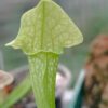 Sarracenia Eva