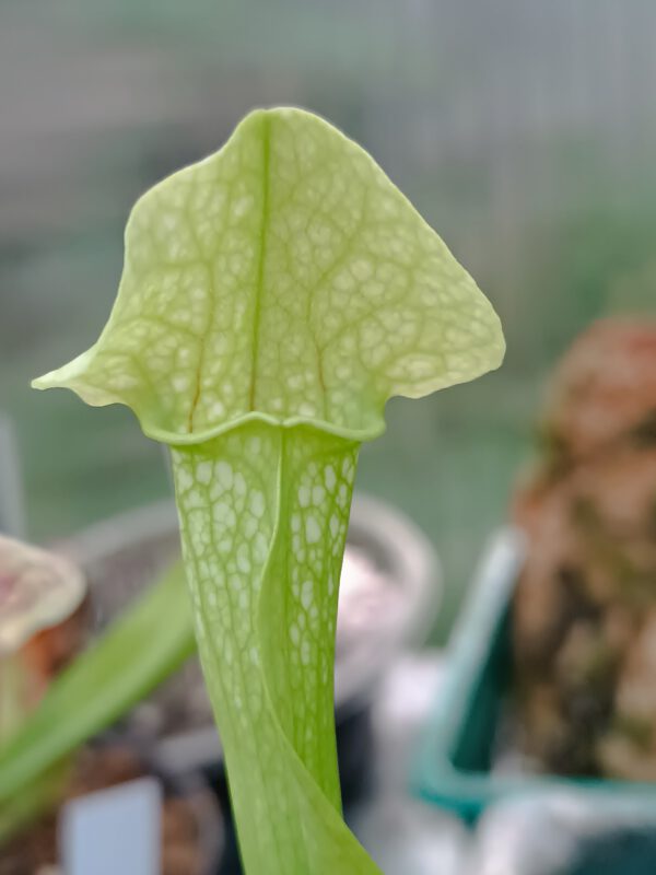 Sarracenia Eva