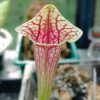 Sarracenia Eva