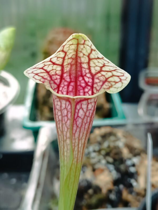 Sarracenia Eva