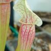 Sarracenia Eva