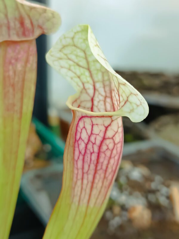 Sarracenia Eva