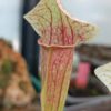 Sarracenia Eva