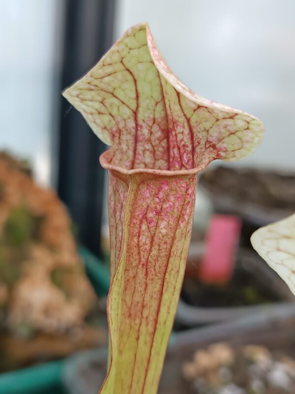 Sarracenia Eva