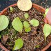 Utricularia calycifida Größe L