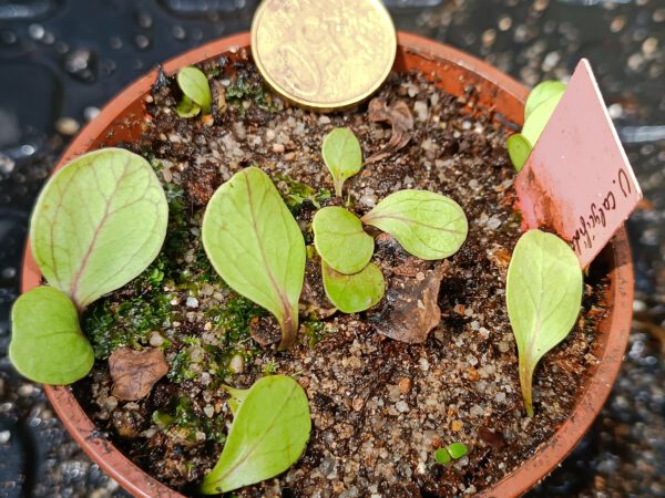 Utricularia calycifida Größe L