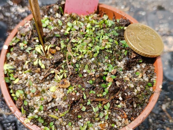 Utricularia dichotoma Tasmania Größe L Utricularia dichotoma Tasmania Größe L