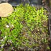 Utricularia microcalyx