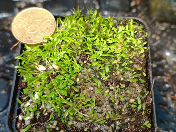 Utricularia microcalyx