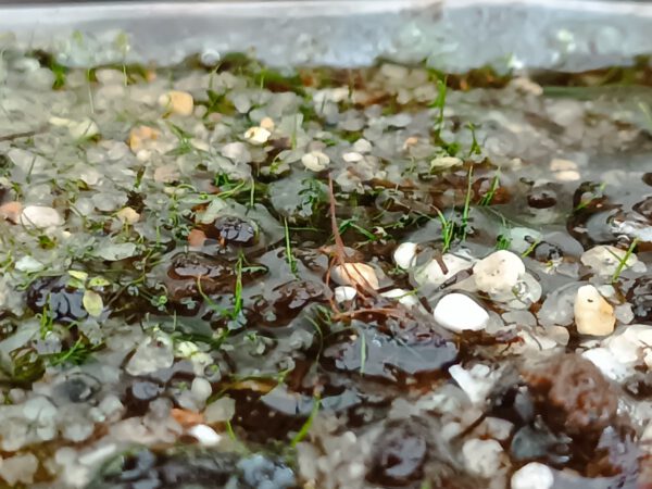 Utricularia resupinata