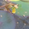 Utricularia stellaris Blüte