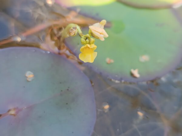 Utricularia stellaris Blüte
