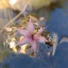 Utricularia stellaris
