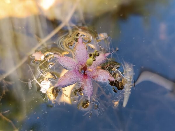Utricularia stellaris