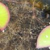 Utricularia stellaris