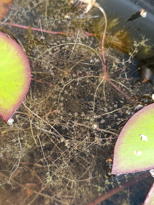 Utricularia stellaris