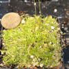 Utricularia welwitschii