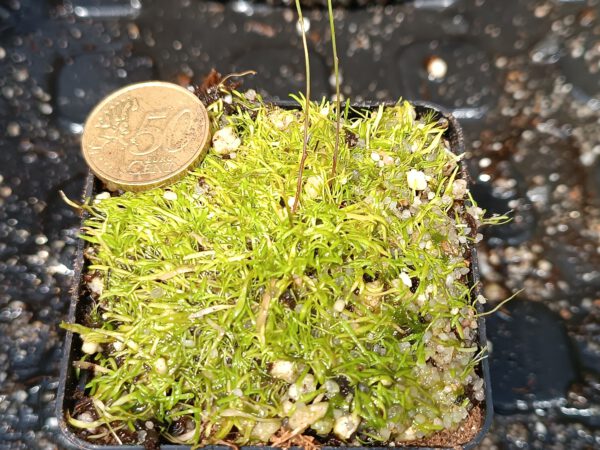 Utricularia welwitschii