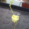 Utricularia livida Lemon Flower