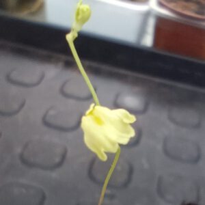 Utricularia livida Lemon Flower
