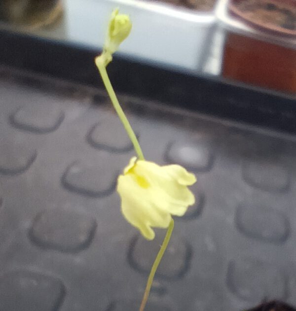Utricularia livida Lemon Flower