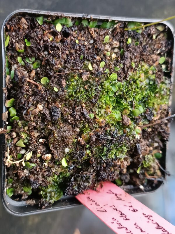 Utricularia livida Lemon Flower
