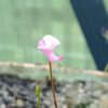 Utricularia resupinata Blüte