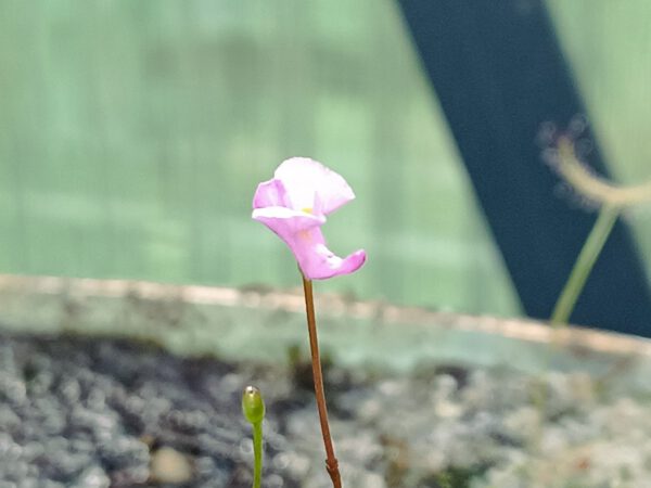 Utricularia resupinata Blüte